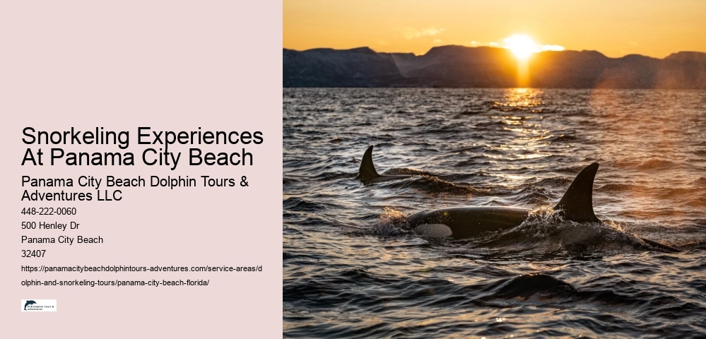 Snorkeling Experiences At Panama City Beach