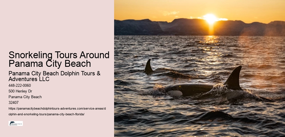 Snorkeling Tours Around Panama City Beach